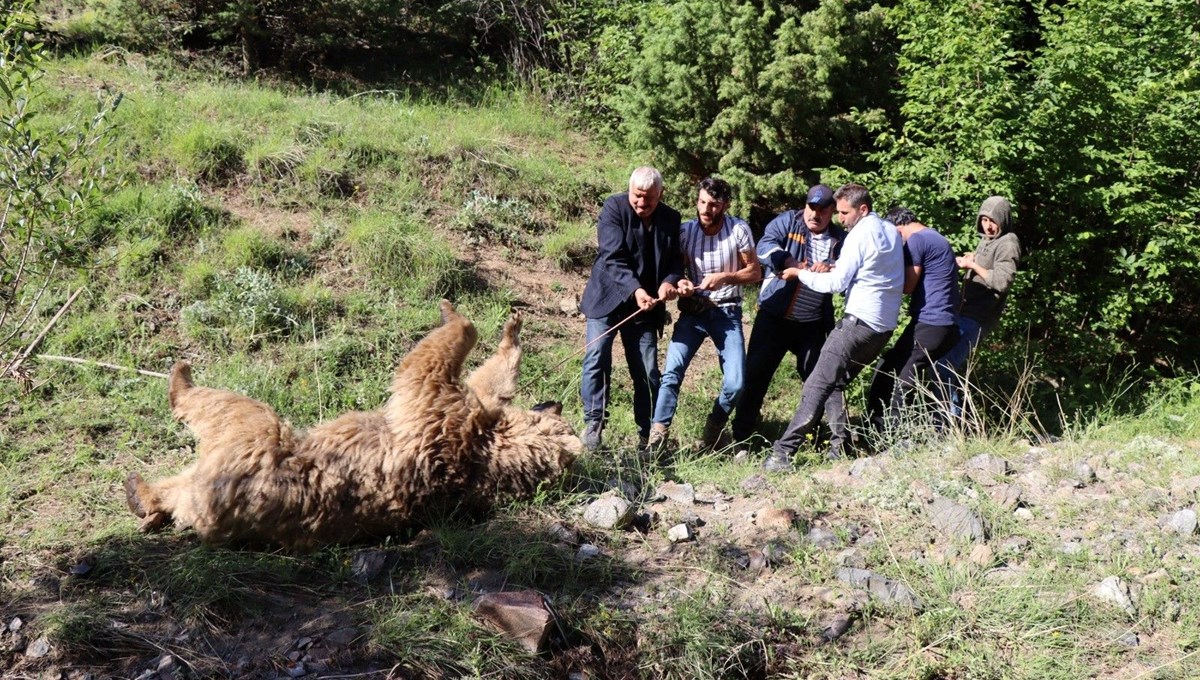 Erzurum’da ayı saldırısı: 1 ölü