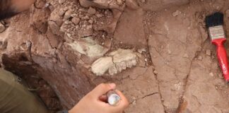 ‘Çankırı’nın Jurassic Park’ında kazılar başladı: 9 milyon yıl öncesine ait hayvan fosilleri bulundu