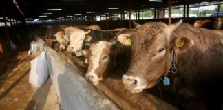 Elde kalan kurbanlıklar satın alınacak