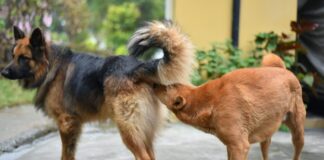 Erkek köpeğiniz bu hareketi yapıyorsa dikkat edin: Kanser riski geliştirme riski 4 kat daha fazla