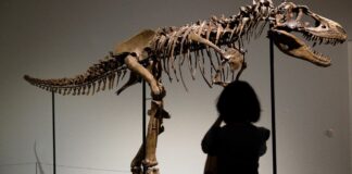 Gorgosaurus türü dinozor iskeleti 6 milyon dolara satıldı