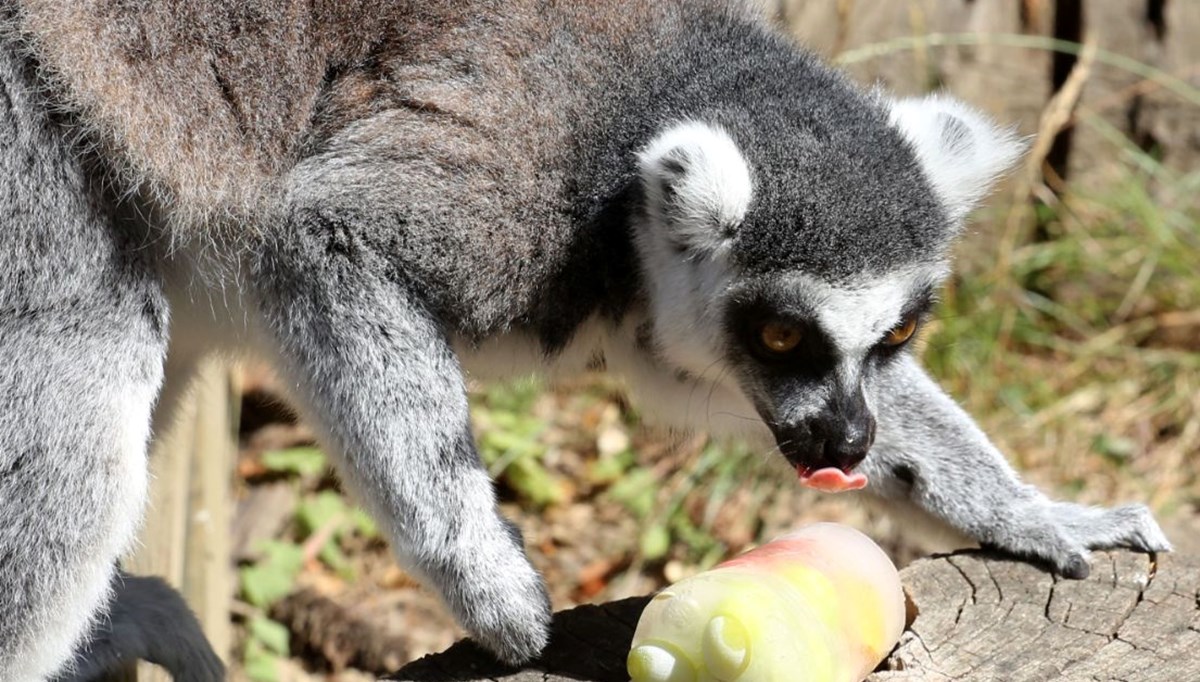 Hırvatistan’da sıcaktan bunalan hayvanlara buzlu yiyecek verildi