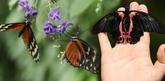 İngiltere’de halka “kelebek sayma” çağrısı