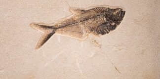 İngiltere’de vahşi görünümlü balık fosili bulundu