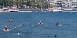 Marmaris Belediyesi’nden köpek balığı açıklaması: Aslında Akdeniz Zarganası