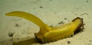 Pasifik Okyanusu’nun dibinde 30’tan fazla yeni hayvan türü keşfedildi