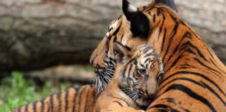 Vahşi doğada daha önce düşünülenden yüzde 40 daha fazla kaplan var