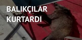 Yüzmekten bitkin düşen domuzun yardımına balıkçılar yetişti