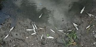 Alibeyköy Deresi’nde balık ölümleri