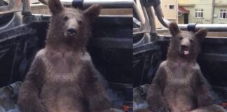 Bal sarhoşu ayının ismi belli oldu