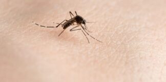 DSÖ: Nijerya’da 160 milyon kişi sarıhumma riski altında