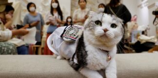 Sıcaktan bunalan kedi ve köpekler için giyilebilir vantilatör üretildi