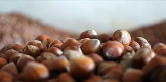 TMO kabuklu fındık alımlarına 22 Ağustos’ta başlayacak