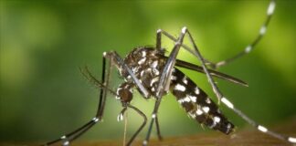 Aedes sivrisinek ısırığı nedir nasıl geçer? Aedes sivrisinek ısırığı belirtileri nelerdir?
