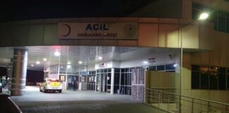Ayı saldırısına uğrayan ve yaralanan çobanı köpekler kurtardı