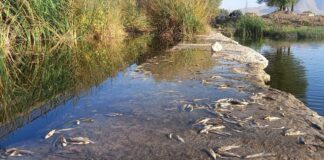 Çaydaki balık ölümleri tedirgin etti