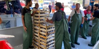 Karadeniz’de palamut bolluğu: Tonlarca balıkla dönüyorlar