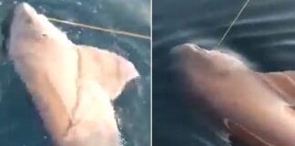 Oltasına 3 metrelik köpek balığı takıldı