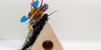 Robot böcekler hayat kurtaracak