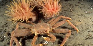 Alaska’da kar yengeçlerinin yüzde 90’ı yok oldu