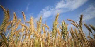 Buğday fiyatları arz endişeleriyle yükseldi