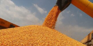Buğday ve mısır fiyatları geriledi