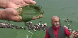 Kars Baraj Gölü yeşile büründü etrafa pis kokular yayıldı