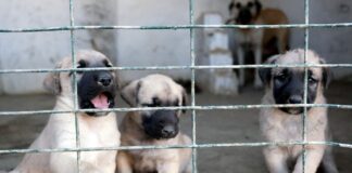 Otomobil fiyatına kangal satılıyor