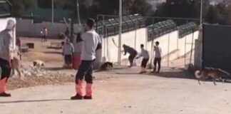 Bakanlık açıkladı: Konya hayvan bakımevindeki köpeklere muayene yapılacak