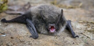 Çin’de hayvanlardan insanlara bulaşabilen yeni bir virüs tespit edildi: BtSY2 nedir belirtileri neler ve bulaşıcı mı?