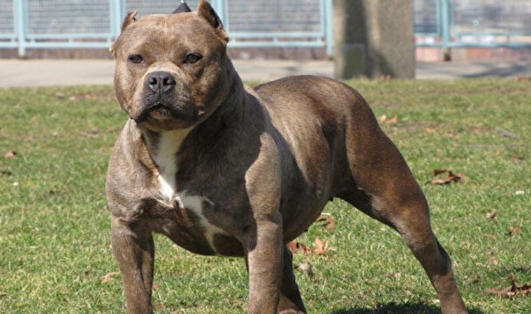 ABD’li 11 yaşındaki bir çocuğa üç pitbull cinsi köpek saldırdı