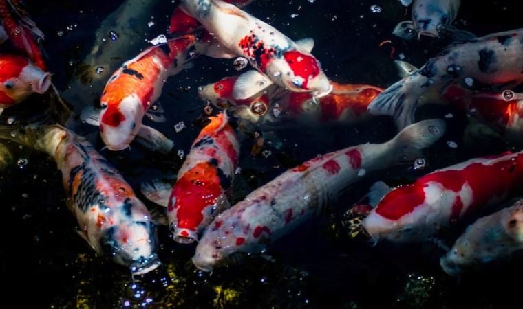Japonya’da balıklar sahiplerinin kredi kartını kullandı