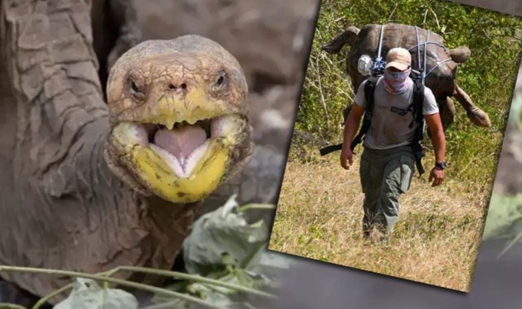 Kaplumbağa Diego tipini yok olmaktan kurtardı