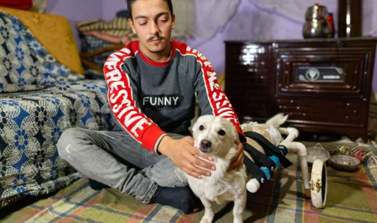 Engelli köpeğe, plastik su borularından yürüteç yaptı