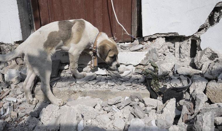 Hatay’da sahipsiz hayvanlar sahiplendirilmek üzere farklı illere götürülebilecek
