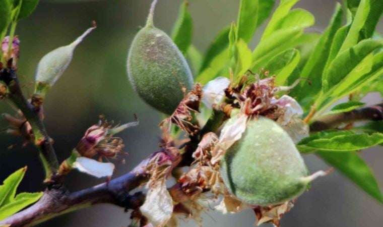 Muğla’nın pazar tezgahlarında yerini alan çağlanın fiyatı cep yaktı