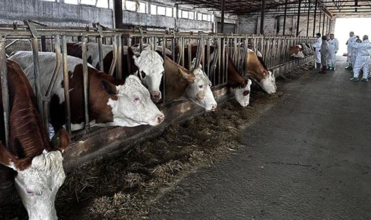 ‘Şap hastalığı, rüzgar yoluyla da taşınabiliyor’