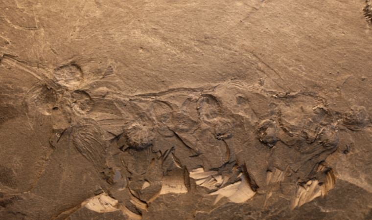 170 milyon yıl öncesine ait çiçekli bitki fosilleri bulundu