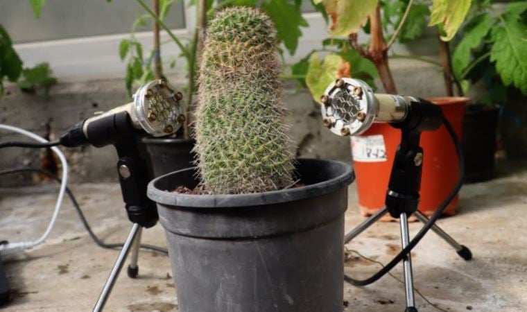 Bitkiler stres altındayken duyamadığımız sesler yayıyor