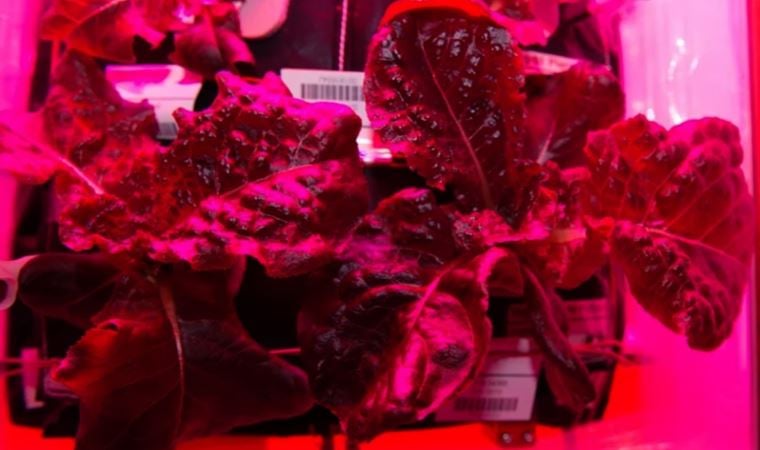 Çin’deki fuarda uzayda tohum yetiştirme teknolojisi tanıtıldı