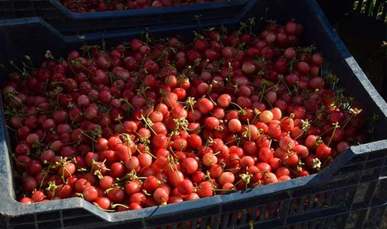 Manisa’da sezonun ilk kirazı hasat edildi: Açık artırmayla kilosu 800 TL’ye satıldı