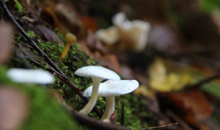 Mantar zehirlenmelerine dikkat!