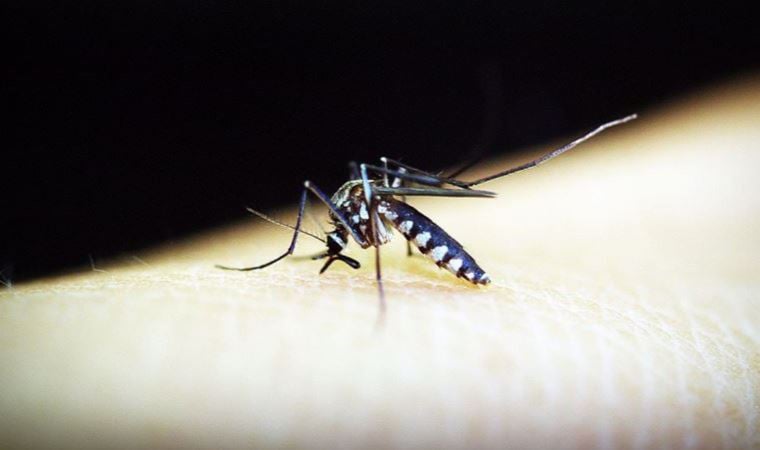 Sıtmaya dikkat, ölüme sebep olabilir!