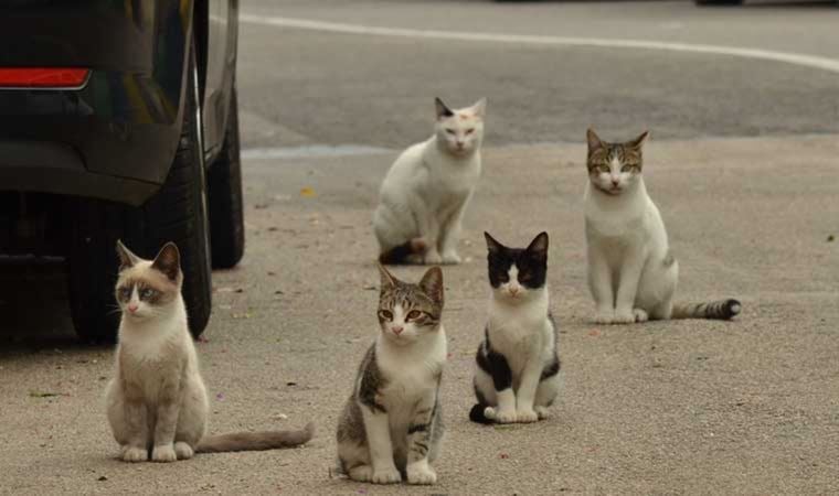 Sokak kedilerinde ’Korona’ vakaları: ‘İkinci kedi sahibi olmak isteyenler dikkat etsin’