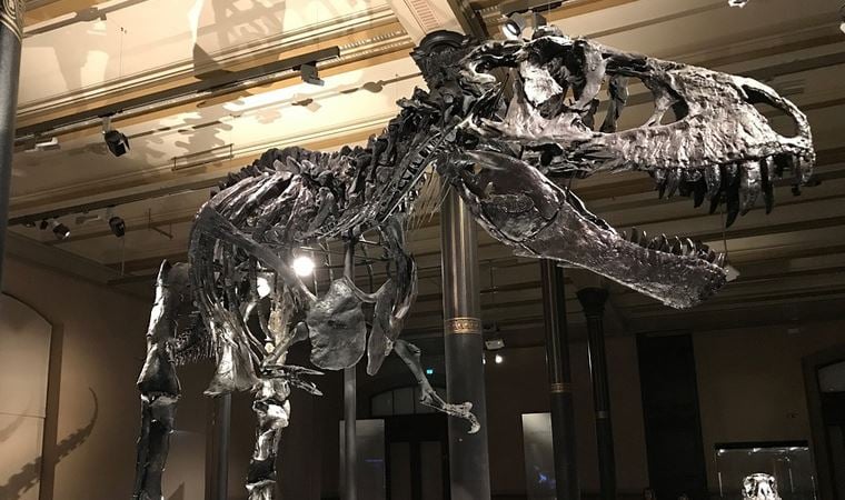 Dünyada kaç tane T-Rex yaşadığı açıklandı!