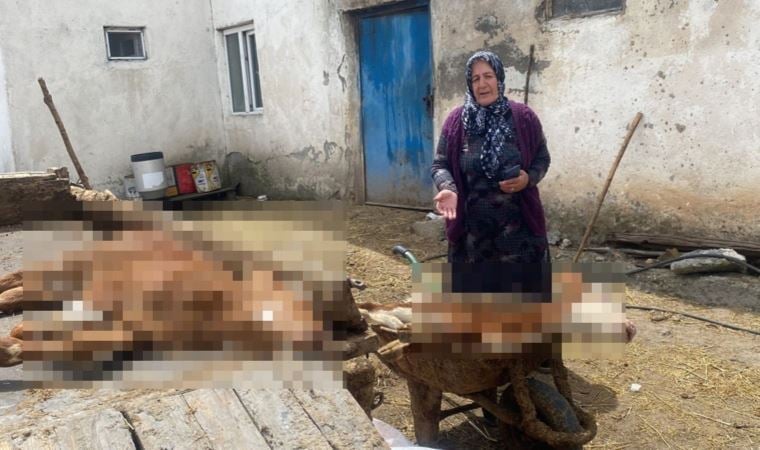 Köyde 10 günde 70 buzağı öldü, inceleme başlatıldı