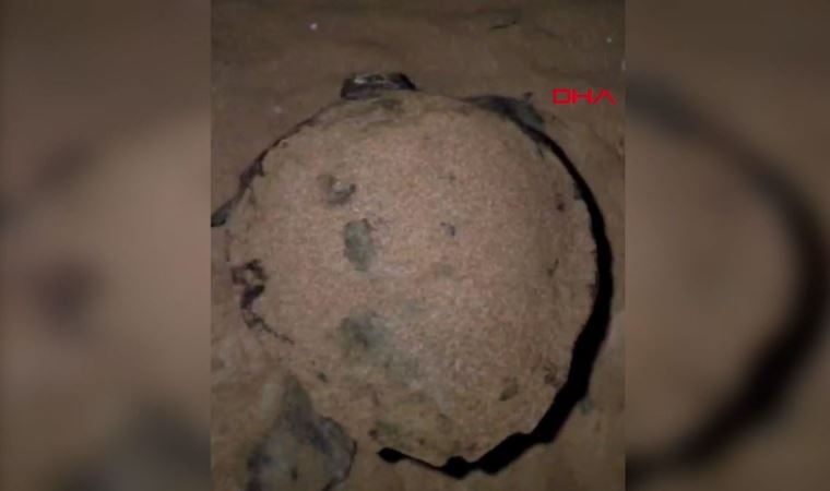 Manavgat’ta ilk deniz kaplumbağası sahile çıktı