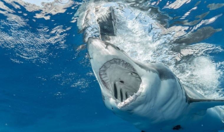 Denizde dehşet anları! Köpekbalığı saldırısına uğrayan Rus turist hayatını kaybetti