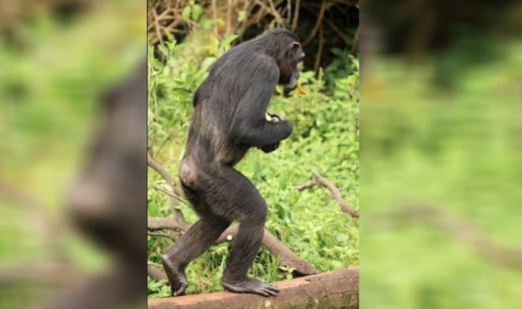 İki ayak üzerinde yürümeyle ilgili teori çöktü
