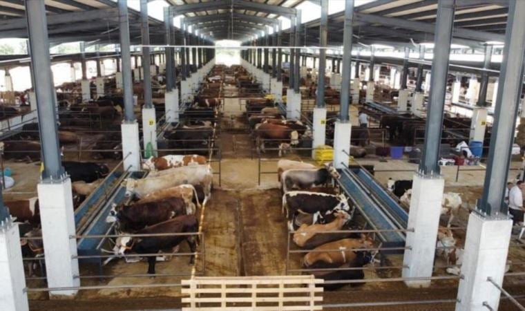 Kızılay’ın kurban bağış bedeli de döviz artışından nasibini aldı: Yüzde 141 zam!